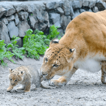 New Members of the St Petersburg Zoo